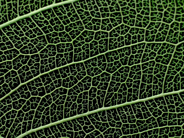 Texture or structure of a skeleton leaf. — Stock Photo, Image