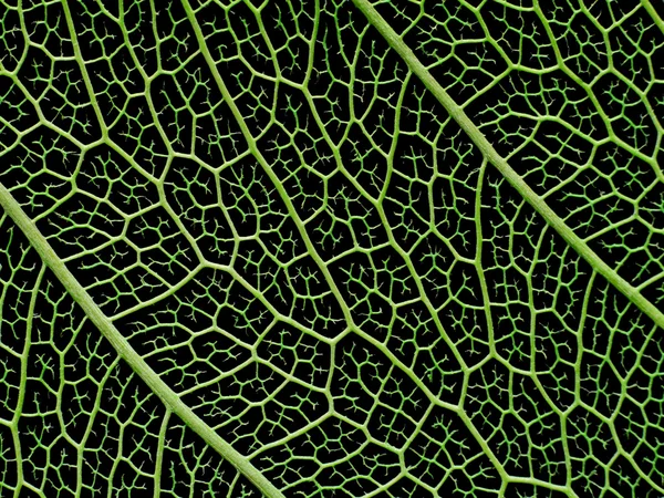 Textuur of de structuur van een skelet blad. — Stockfoto