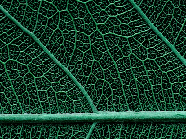 Texture or structure of a skeleton leaf. — Stock Photo, Image