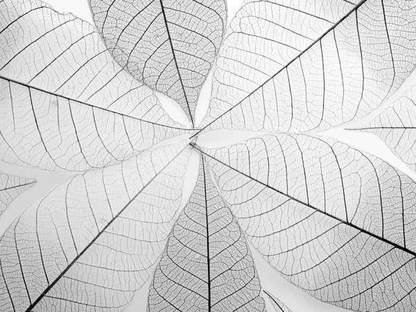 Skeleton leaf background, close up. — Stock Photo, Image