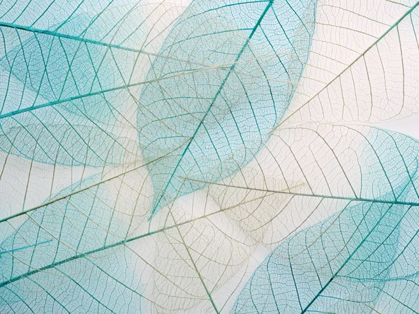 İskelet yaprak arka plan, yakın.