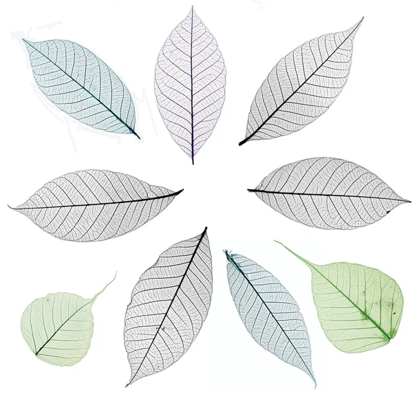 İskelet yaprakları üzerinde beyaz izole