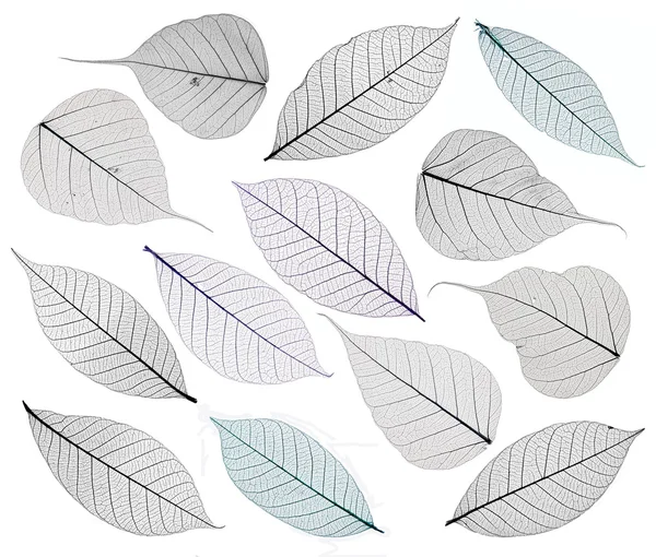 Feuilles de squelette isolées sur blanc — Photo