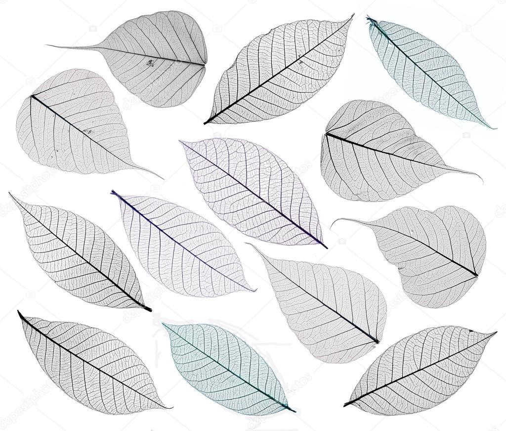 Skeleton leaves isolated on white