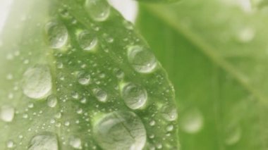 Damla düşer. Yakın çekim.