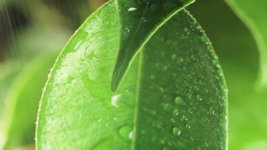 Damla düşer. Yakın çekim.