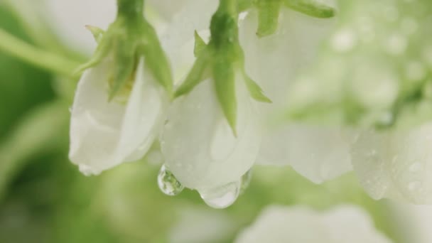 Blühender Apfelbaum. Regen. — Stockvideo