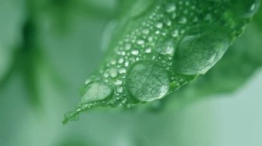 Damla düşer. Yakın çekim.