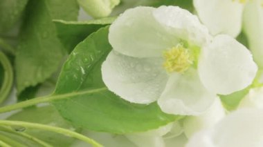 Çiçek açması elma ağacı. Yağmur.