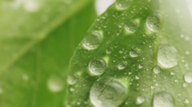 Damla düşer. Yakın çekim.