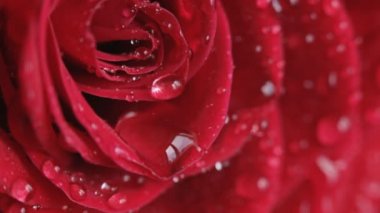 kırmızı gül. yakın çekim.