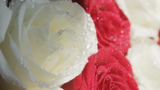 Roses background. Wet roses close up. — Stock Video