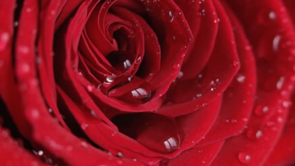 rudá růže. zblízka.