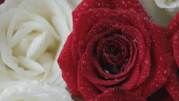 Card on roses. Close up. — Stock Video