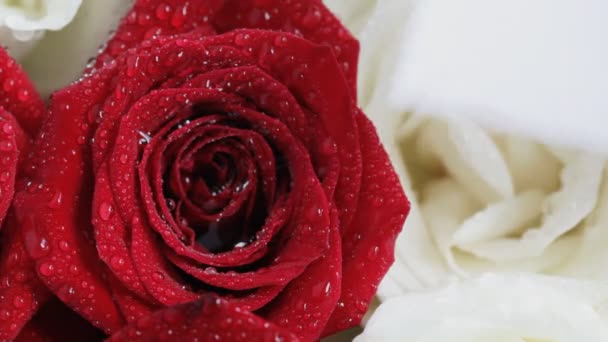 Картка на трояндах. крупним планом . — стокове відео