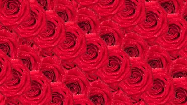 Róż. Animowane tła. — Wideo stockowe
