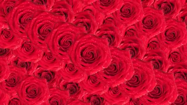 Roses. Animated background. — Stock Video