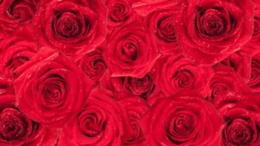 Gül. Hareketli arka plan.