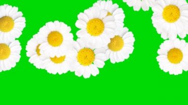 Chamomiles Alfa kanal-Hd ile