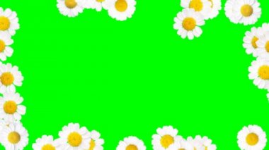 Chamomiles Alfa kanal-Hd ile