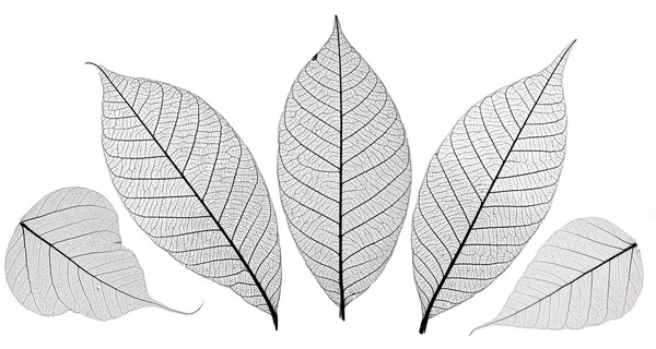Folhas de esqueleto isoladas em branco Imagem De Stock
