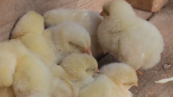 Young chickens — Stock Video