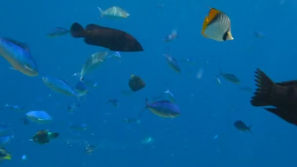 Tropické ryby — Stock video