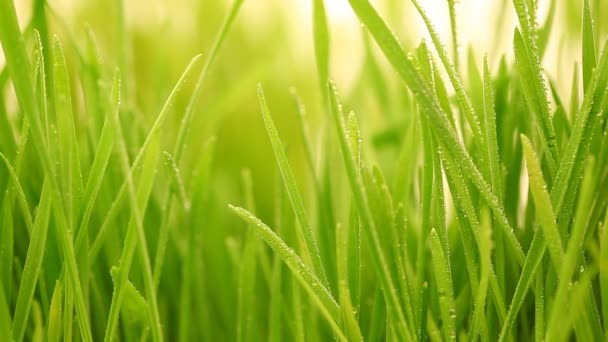 Rain drops fall on a grass. — Stock Video