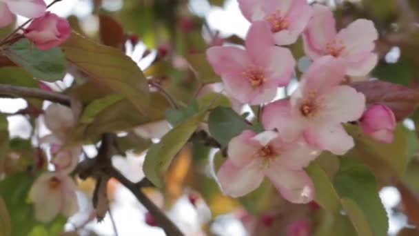 Flores de manzana de primavera — Vídeos de Stock