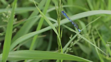 Otların üzerinde yusufçuk.