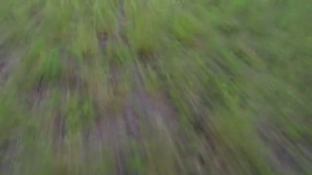 Corre sobre una hierba — Vídeo de stock