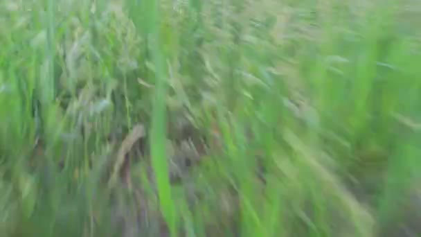 Courir sur une herbe 