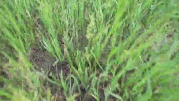 Uitvoeren op een gras — Stockvideo