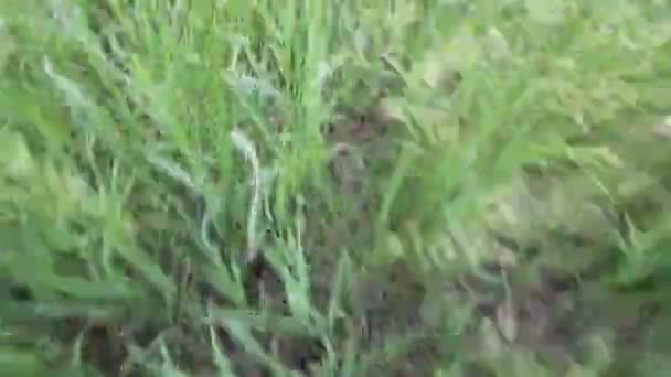Беги по траве — стоковое видео