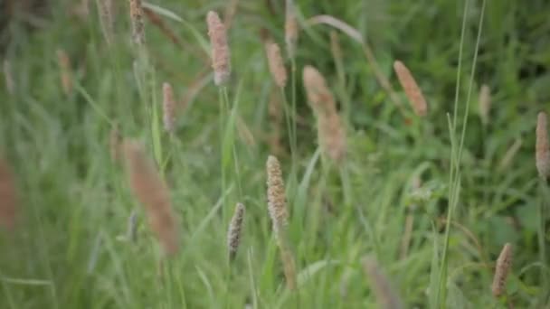 Herbe sur un vent . — Video