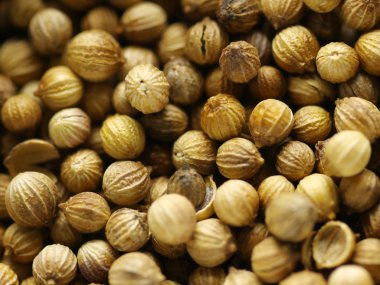 Kişniş tohumları yakın