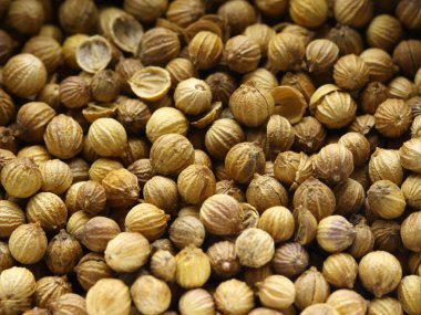 Kişniş tohumları yakın