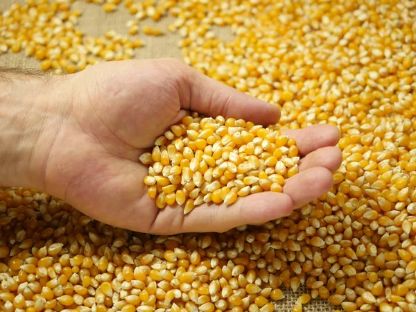 Кукурудзяні зерна в долоні — стокове фото