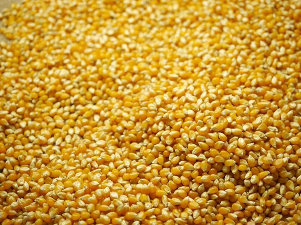 Fondo de granos de maíz —  Fotos de Stock