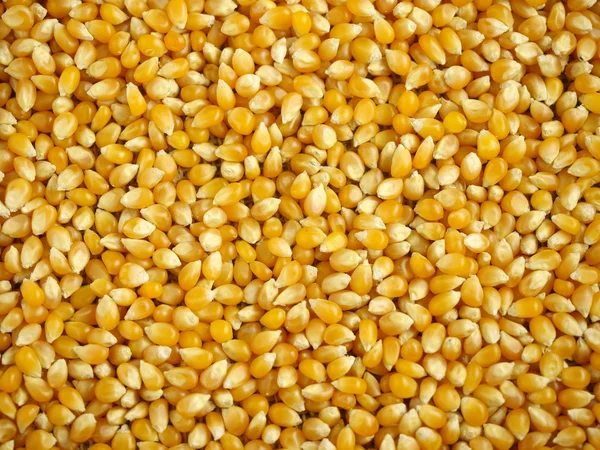 Maïs korrels achtergrond — Stockfoto