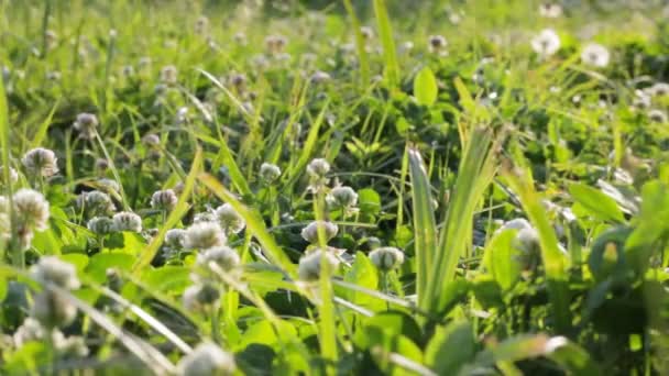 Trébol y otras plantas . — Vídeo de stock