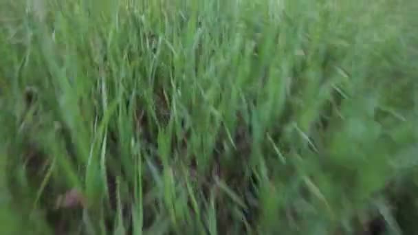 Run on a grass — Stock Video