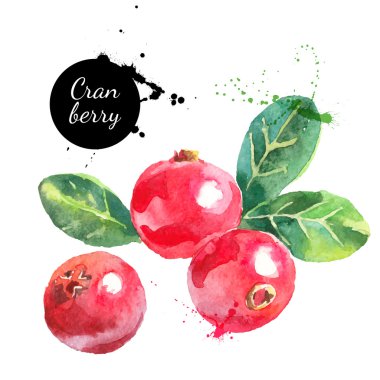 Kızılcık suluboya 