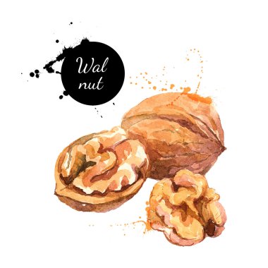 watercolor painting of walnut clipart