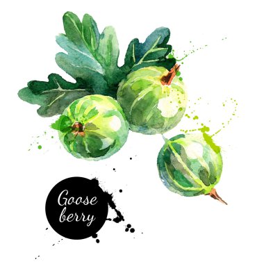 Hand drawn watercolor painting gooseberries clipart