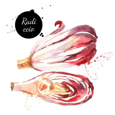 Suluboya radicchio kırmızı treviso hindiba. 