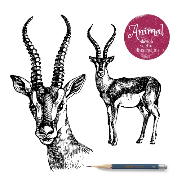 Antilope dessinée à la main — Image vectorielle
