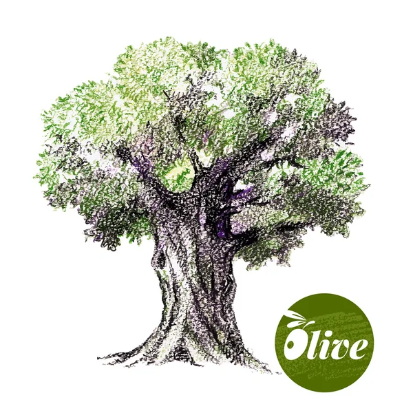 Olive tree illustratie. — Stockvector
