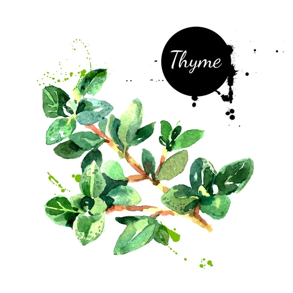 Aquarelle dessinée à la main bouquet de thym . — Image vectorielle