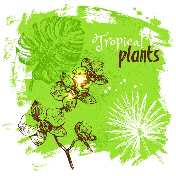 Ręcznie rysowane szkic roślin tropikalnych — Wektor stockowy